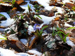 Март в Крыму. Цветы под снегом.