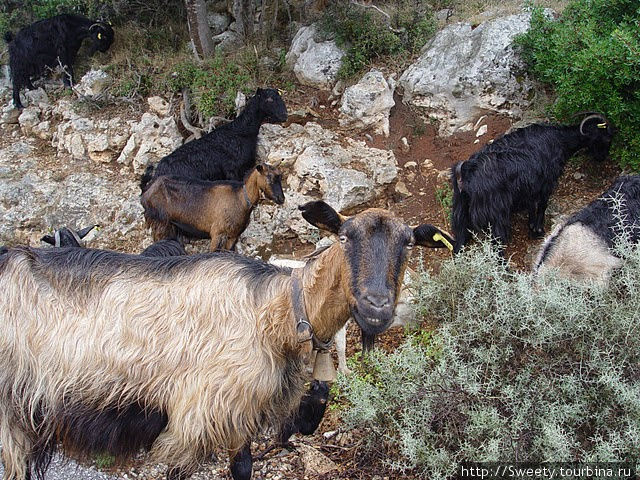 местные козлы Остров Крит, Греция