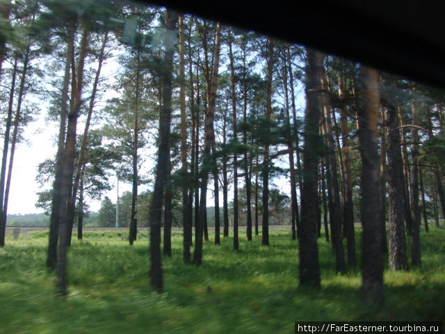 Вид из окна на амурские леса Благовещенск, Россия