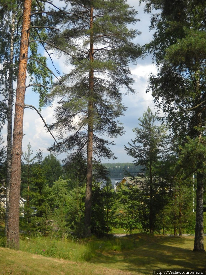 Пейзаж с деревьями и озером Настола, Финляндия