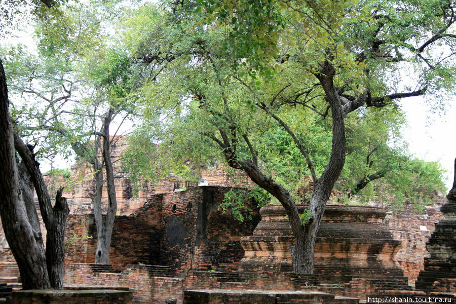Ват Пхра Рам в Аюттхае частично зарос деревьями Аюттхая, Таиланд