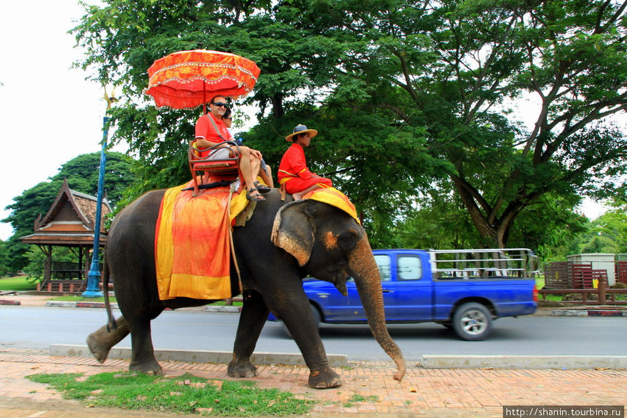 Слонов в Аюттхае почему-то чаще всего встречаешь именно у храма Ват Пхра Рам. Аюттхая, Таиланд