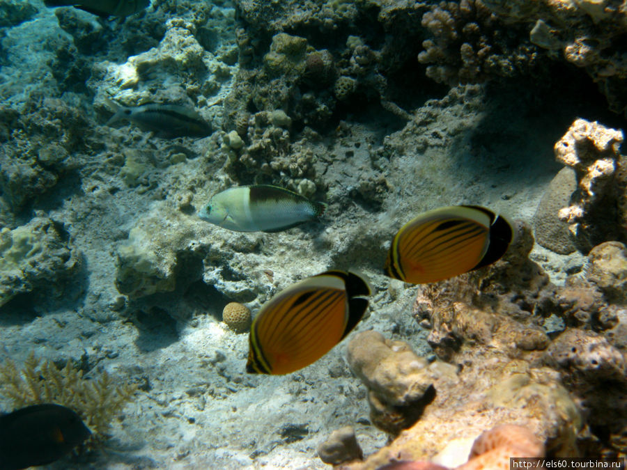 Египет. Only UNDERWATER!!! Хургада, Египет