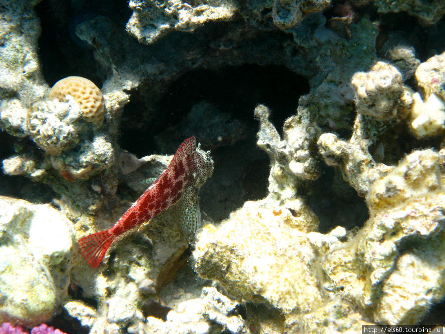 Египет. Only UNDERWATER!!! Хургада, Египет