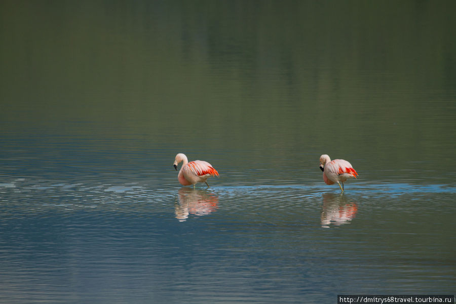 Торрес-дель-Пайн - фламинго.