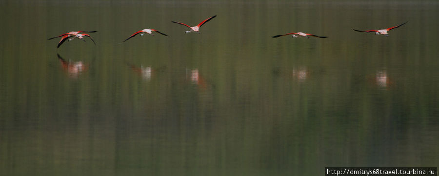 Торрес-дель-Пайн - фламинго. Национальный парк Торрес-дель-Пайне, Чили