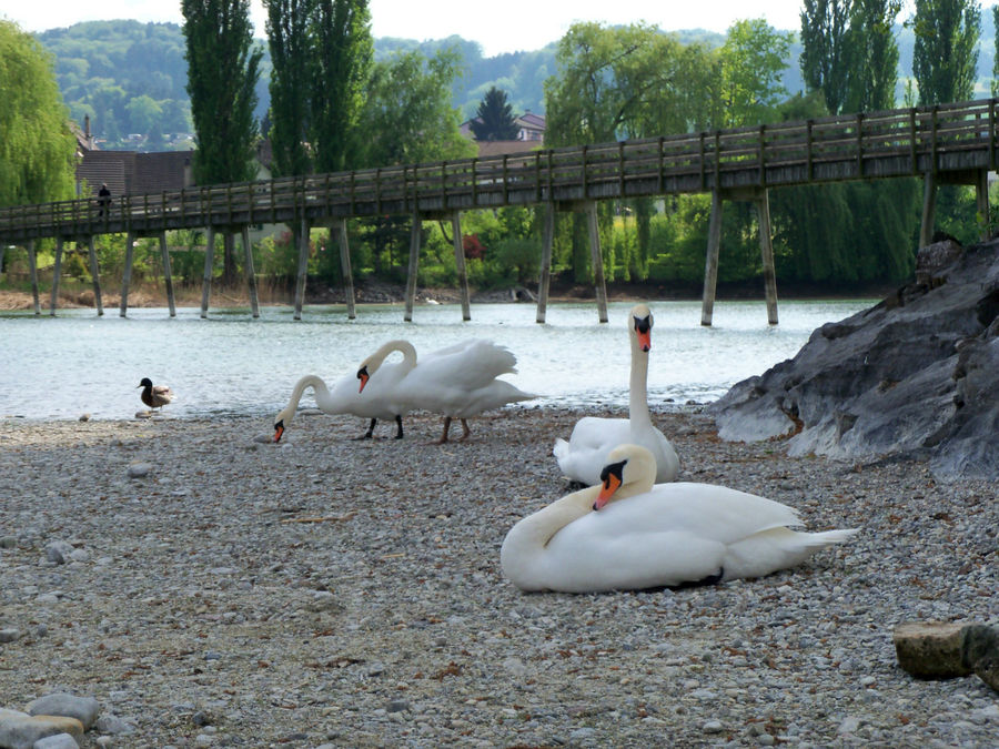 Stein-am-Rhein (города Рейна) Штайн-на-Рейне, Швейцария