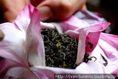 Вьетнамский зеленый чай Вьетнам