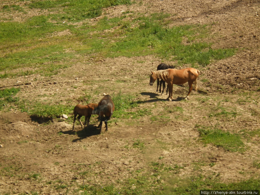 на горных склонах пасутся лошадке там, где зимой со свистом будут скатываться лыжники Заилийский Алатау (горный хребет), Казахстан