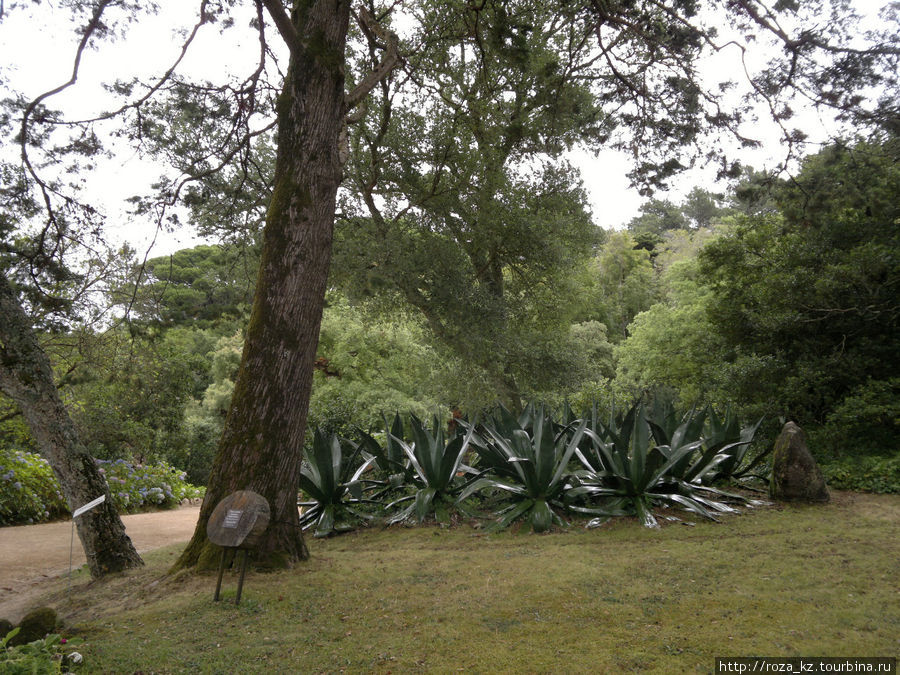 Monserrate Palace and gardens (Дворец и парк Монсерат) 1 Синтра, Португалия