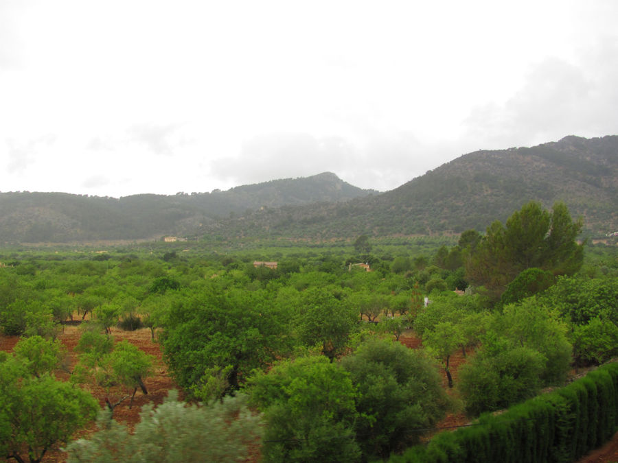 Начались оликовые плантации Сольер, остров Майорка, Испания