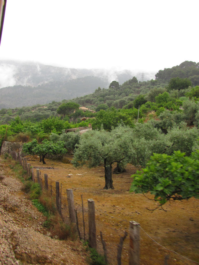 После Буньолы снова оливковые плантации. Сольер, остров Майорка, Испания