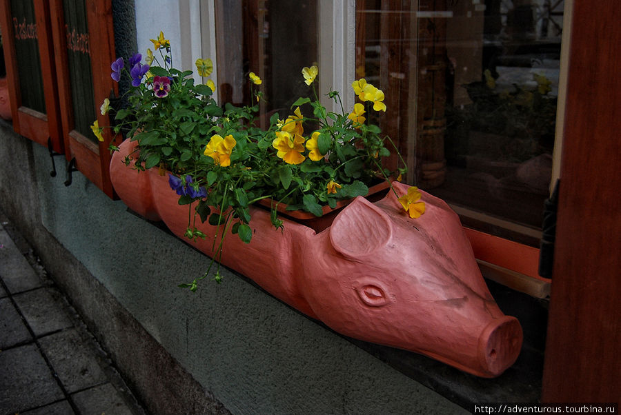 Хрю, цветочная Таллин, Эстония
