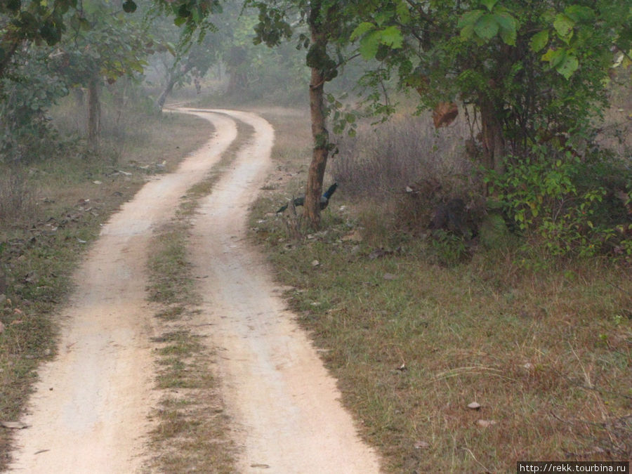 Махараджи Панны охотились в этом лесу на тигров, а потом здесь сделали заповедник. Это единственный лес, который я видел в Индии, хотя большую часть пути мы проделали на автомобиле Каджурахо, Индия