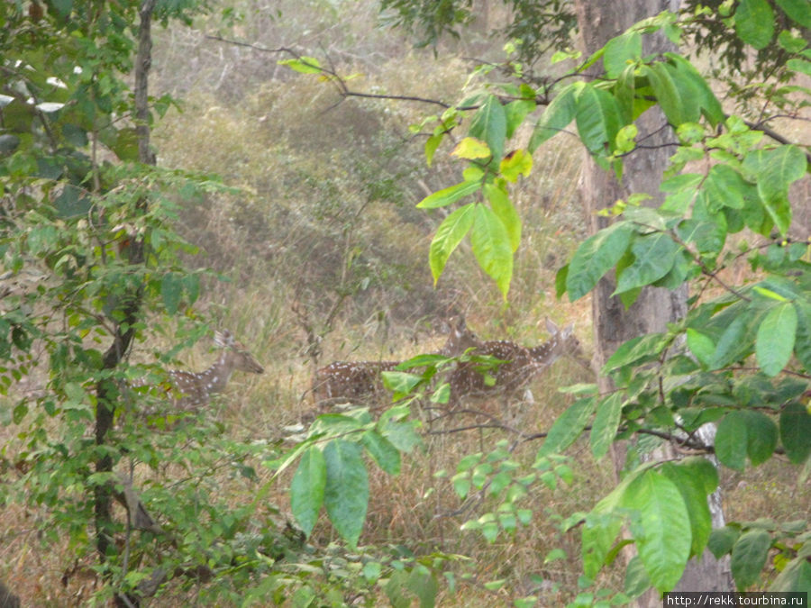 Это леопард. Рычал он страшно, но больше не показался Каджурахо, Индия