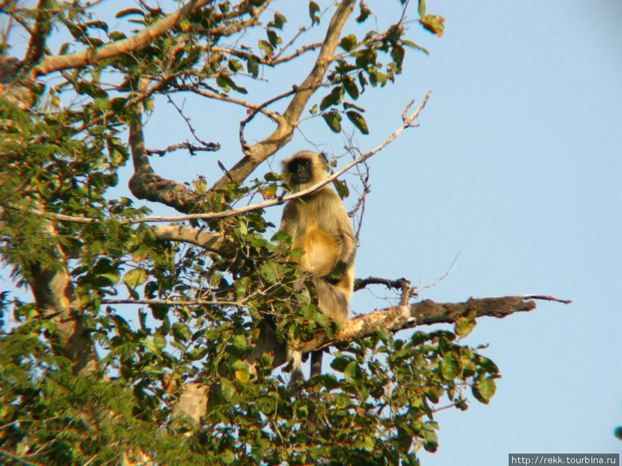 Настало время обезьян Каджурахо, Индия