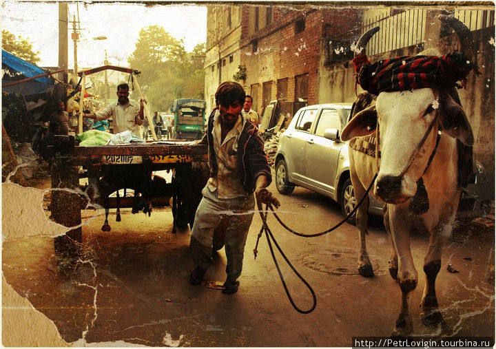 Бабье лето/Indian summer. день 1 Дели, Индия