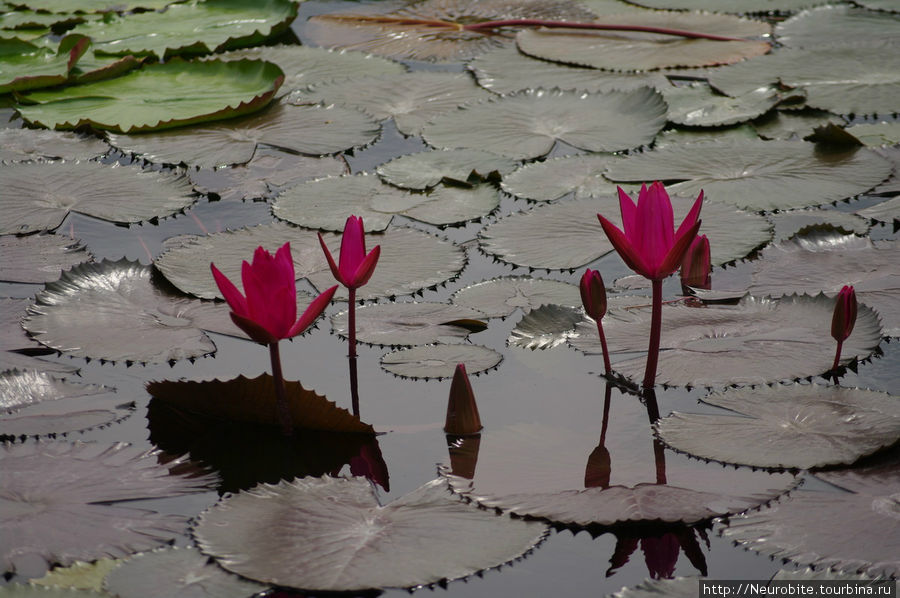 Вильгельма: зооботанический сад - озерко с водяными лилиями Штутгарт, Германия