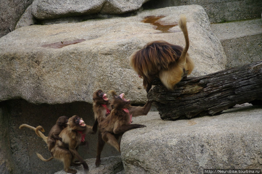 Вильгельма: зооботанический сад - приматы, прям как мы Штутгарт, Германия