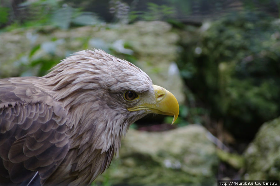 Вильгельма: зооботанический сад - птицы в клетках и вне Штутгарт, Германия