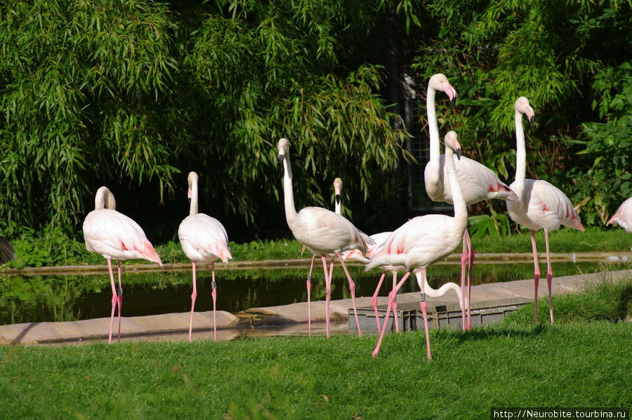 Вильгельма: зооботанический сад - птицы в клетках и вне Штутгарт, Германия