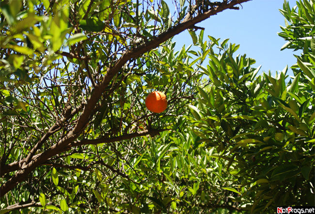 В апельсиновом саду Центральный округ, Израиль