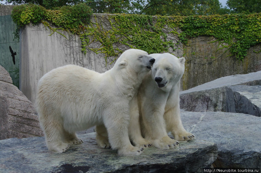 Вильгельма: зооботанический сад - любвеобильные медведи Штутгарт, Германия