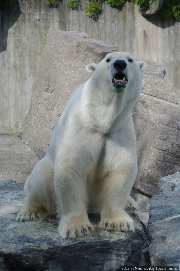 Вильгельма: зооботанический сад - любвеобильные медведи Штутгарт, Германия