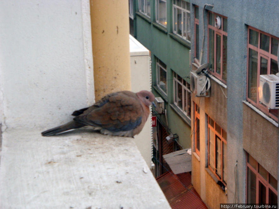 а это сосед или соседка Стамбул, Турция