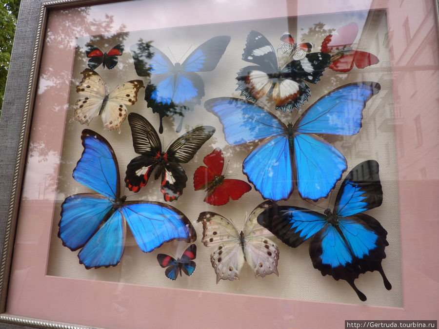 Такие картины с бабочками продавали на лотке. Очень красиво! Витебск, Беларусь