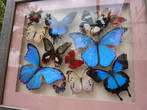 Такие картины с бабочками продавали на лотке. Очень красиво!