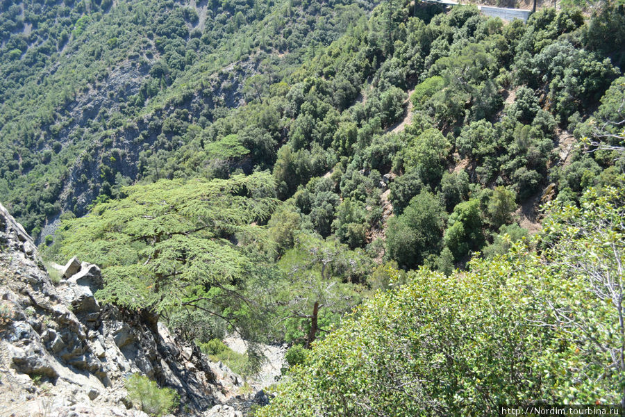 Дорога к Монастырю Киккос лес Пафос, Кипр