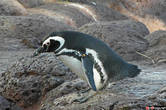 Один из пингвинов