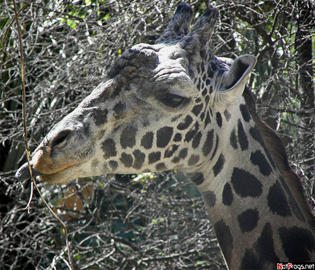 Белый жираф с синим языком Лос-Анжелес, CША