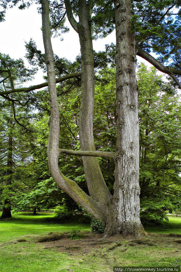 В саду Rock Close — странные вековые деревья Блэрни, Ирландия