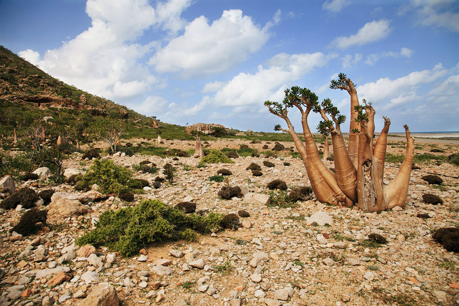 Бутылочные деревья Остров Сокотра, Йемен