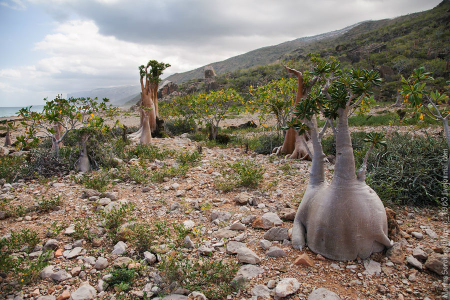 Удивительная флора острова Остров Сокотра, Йемен