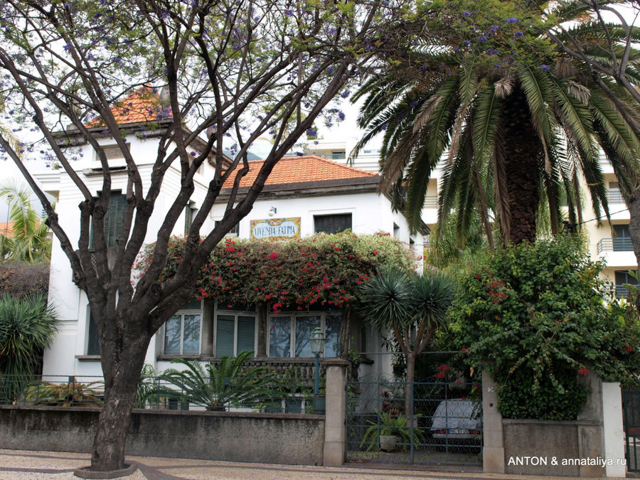Маленькие коттеджи все заросли зеленью и цветущими деревьями. Фуншал, Португалия