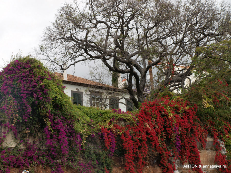 Саду цвесть! - часть 1. Город-сад Фуншал, Португалия