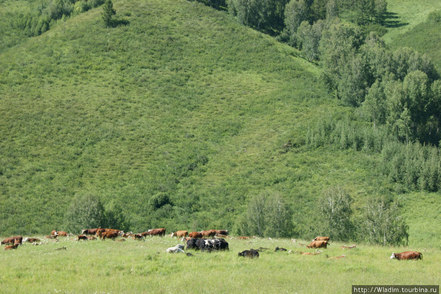 Пасутся на альпийских лугах стада коров, сарлыков, маралов — трудом, не Духом святым живет деревня Басаргино, Россия