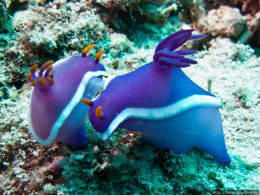Будни подводного порнографа :-) На фотографии запечатлен момент спаривания моллюсков. Они ермафродиты, но спариваются они обычно с другой особью своего вида.