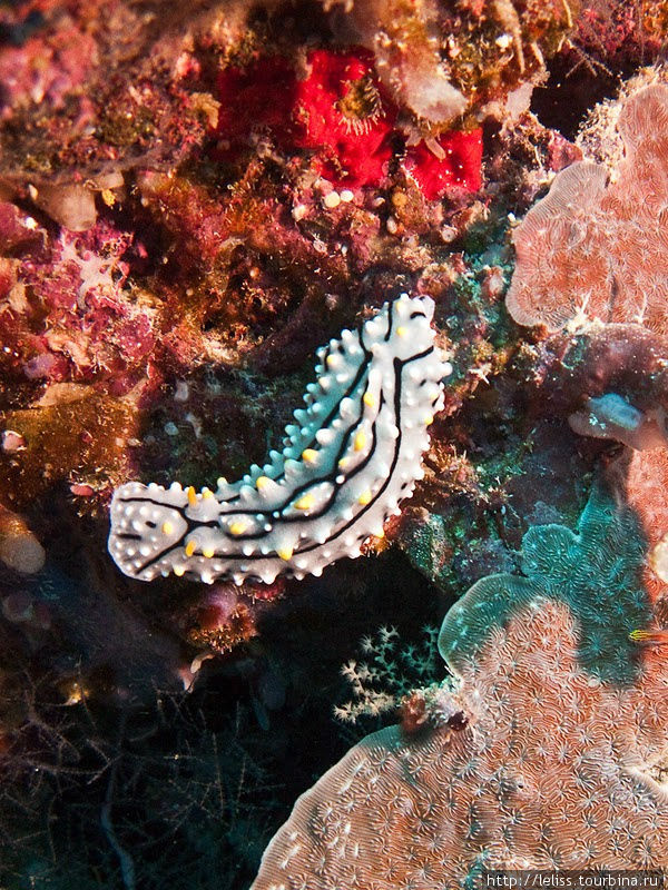 Таких голожаберных моллюсков я много где видела. И в Красном море их тоже множество. Остров Мабул, Малайзия