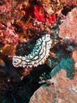 Таких голожаберных моллюсков я много где видела. И в Красном море их тоже множество.