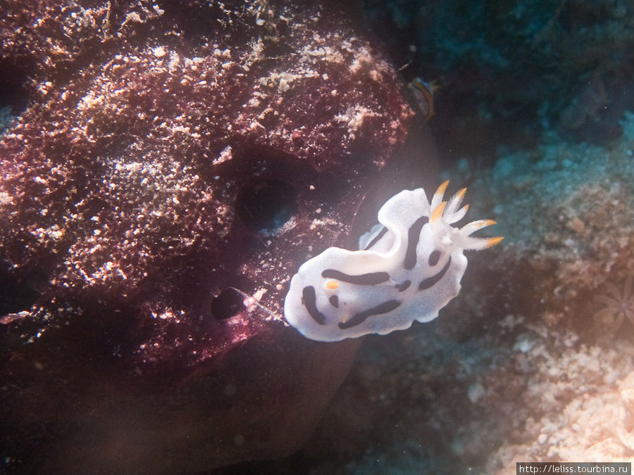 Чаще всего встречаются моллюски размеров 4-8 см. Остров Мабул, Малайзия