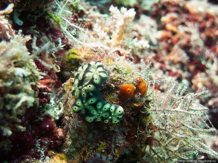 Цветные улитки* острова Мабул (*голожаберные моллюски) Остров Мабул, Малайзия