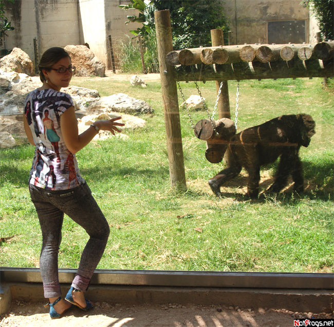 На фоне гориллы Рамат-Ган, Израиль
