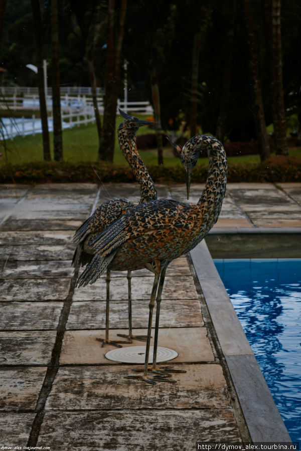 Металлические птицы у бассейна Мигел-Перейра, Бразилия