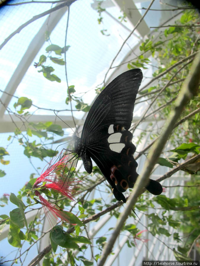 Бабочник на Пинанге Пинанг остров, Малайзия