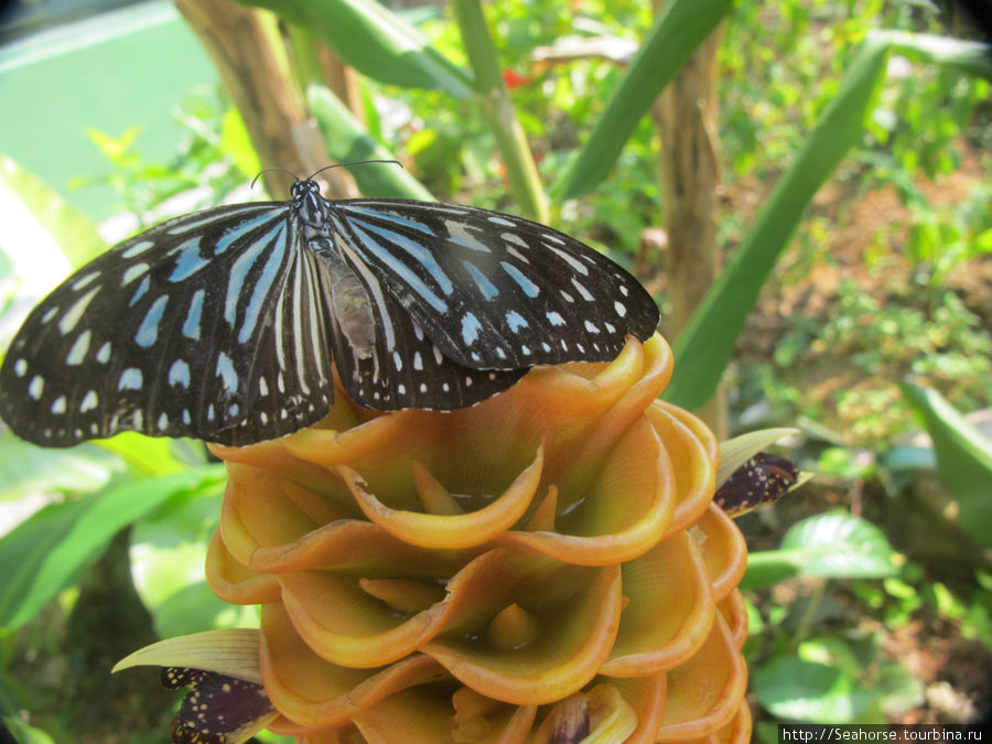 Бабочник на Пинанге Пинанг остров, Малайзия