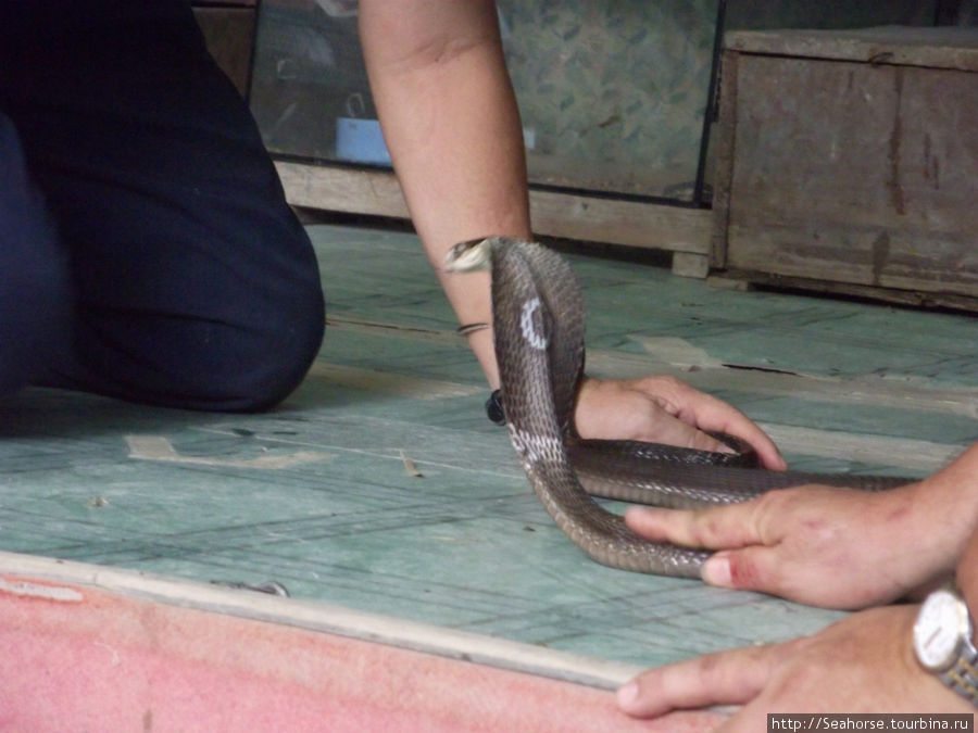 Змеевник на Пинанге Пинанг остров, Малайзия